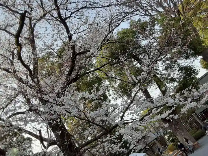 阿佐ヶ谷神明宮の自然