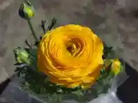 今市報徳二宮神社の自然