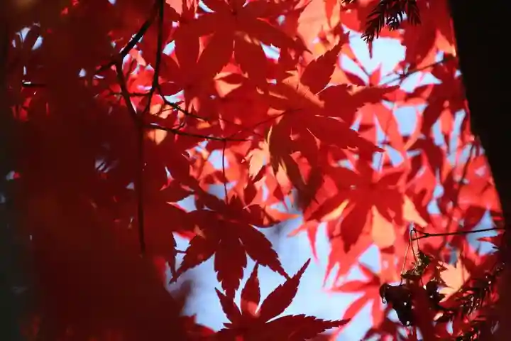 隠津島神社の自然