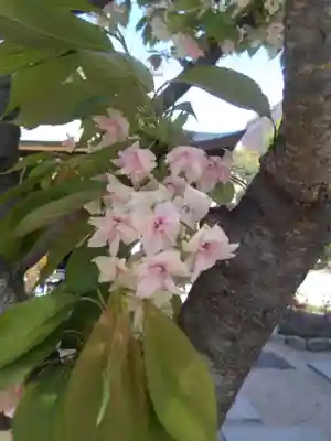 櫛田神社の自然