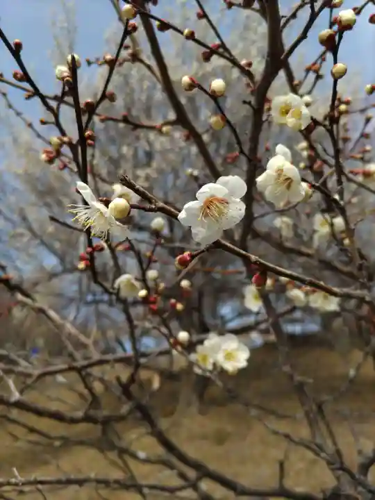 宝登山神社奥宮(埼玉県)