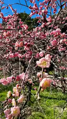 道明寺天満宮(大阪府)