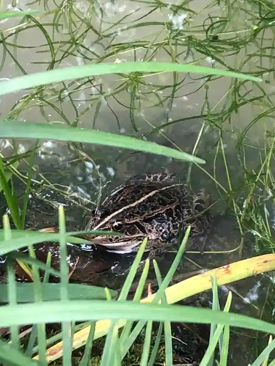 田無神社の動物