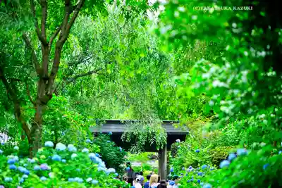 明月院(神奈川県)