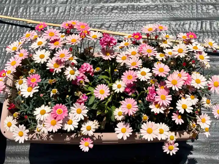 久富稲荷神社の自然