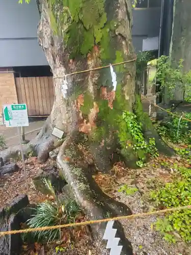 山名八幡宮の自然