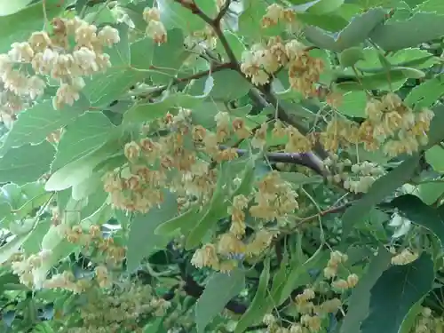 横浜　西方寺の自然
