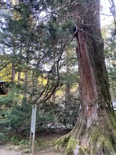 花園神社の自然