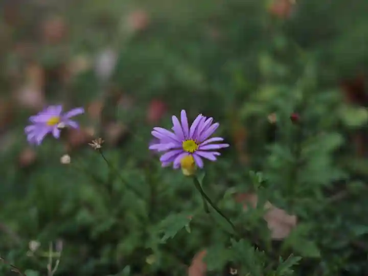 天王山 安楽寺(福井県)