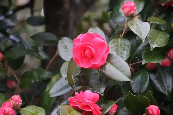 長屋神社の庭園