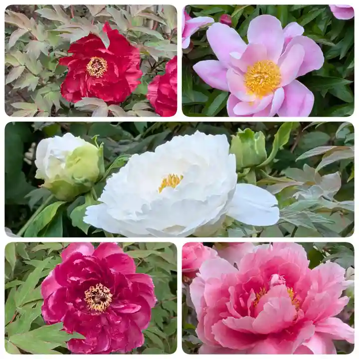 瀧泉寺(目黒不動尊)(東京都)