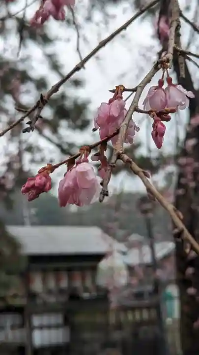 縣神社(京都府)