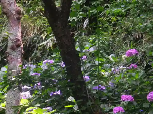 荏柄天神社の自然