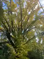 六甲八幡神社の自然