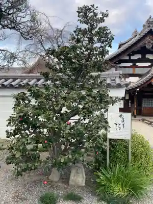 妙蓮寺(京都府)