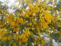 来迎寺(材木座)の自然