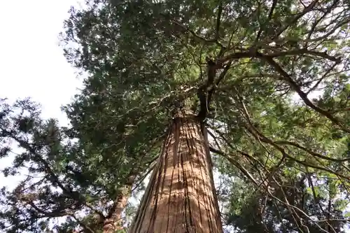 都々古別神社(馬場)の自然