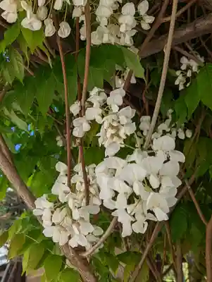 西院春日神社(京都府)