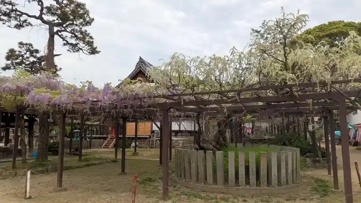 葛井寺(大阪府)