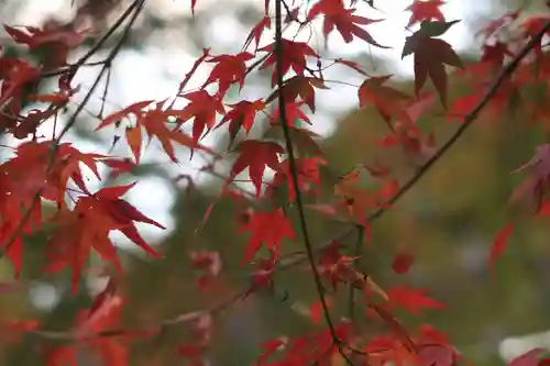石清水八幡宮の自然