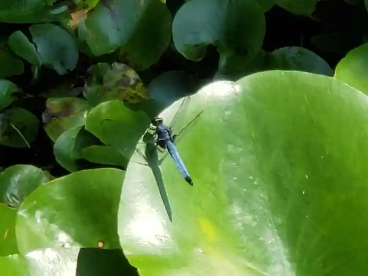 福祥寺(須磨寺)の動物