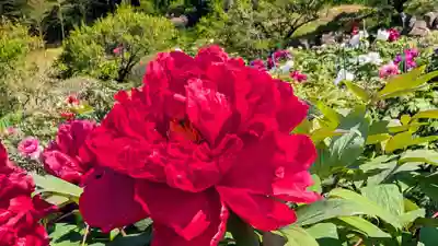 金蛇水神社(宮城県)