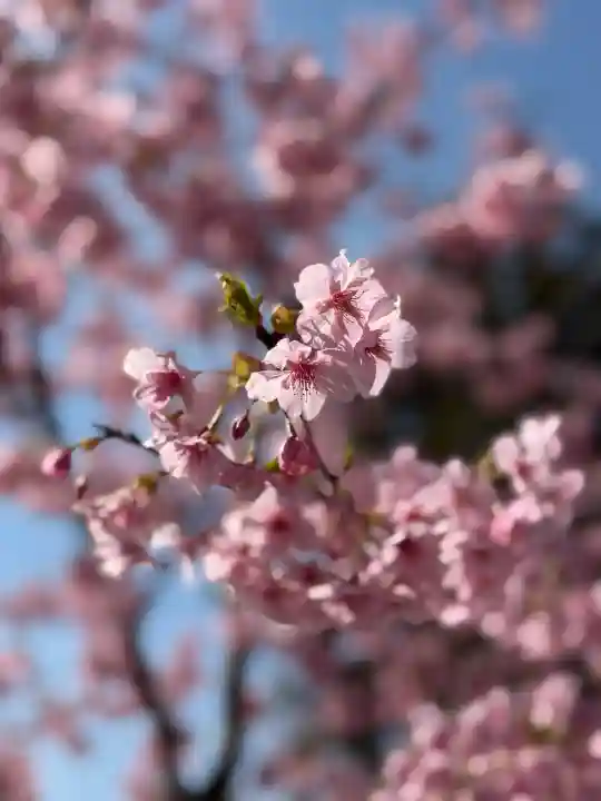 根来寺の{uncategorized: "未分類", other: "その他", undefined: "問題あり", building: "その他建物", grave: "お墓", sacred_gate: "鳥居", guardian: "狛犬", statue: "像", buddha: "仏像", history: "歴史", nature: "自然", garden: "庭園", animal: "動物", pagoda: "塔", temizu: "手水舎", mountain_gate: "山門・神門", sanctuary: "本殿・本堂", subordinate: "末社・摂社", art: "芸術", scenery: "景色", jizo: "地蔵", ema: "絵馬", goshuin: "御朱印", omikuji: "おみくじ", items: "授与品その他", amulet: "お守り", goshuincho: "御朱印帳", eats: "食事", festival: "お祭り", votive_dance: "神楽", shichigosan: "七五三参", wedding: "結婚式", experience: "体験その他", initially: "初詣", around: "周辺", anti_infection: "感染症対策"}