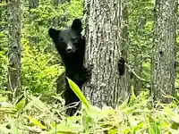 山家神社奥宮の動物