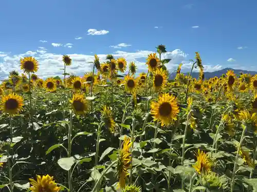 川島神社(徳島県)