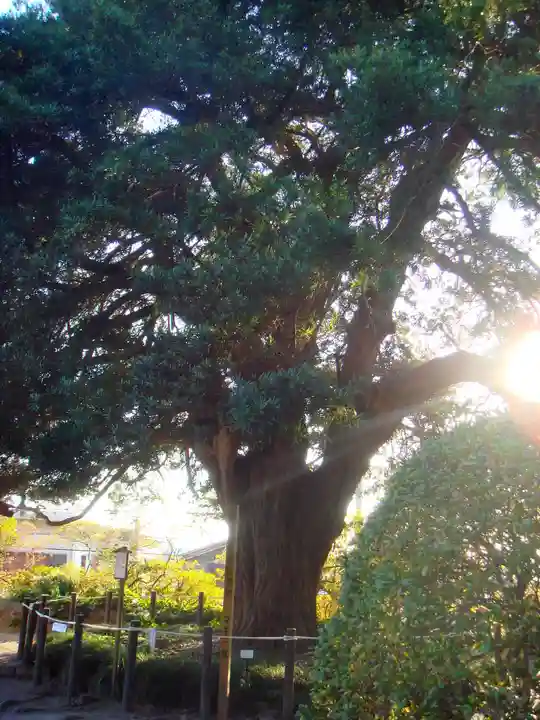 安養院 (田代寺)の自然