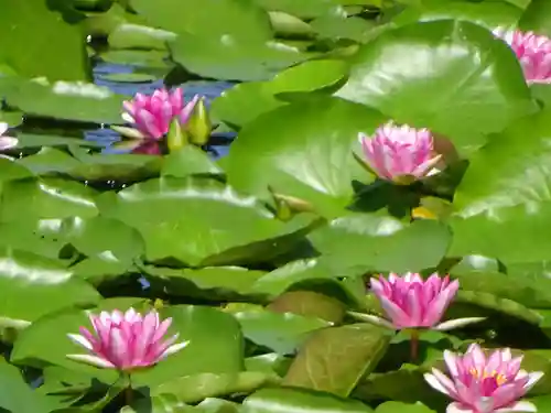 南湖神社の自然
