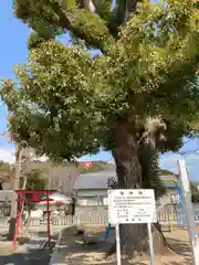 大歳神社(兵庫県)