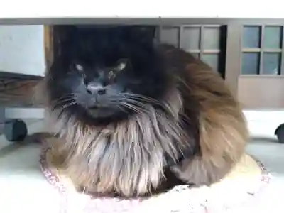 御誕生寺（猫寺）(福井県)