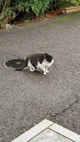 白金氷川神社の動物