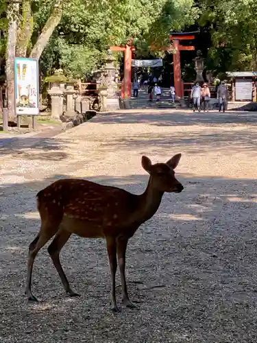春日大社の動物
