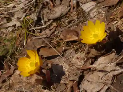 留辺蘂神社(北海道)