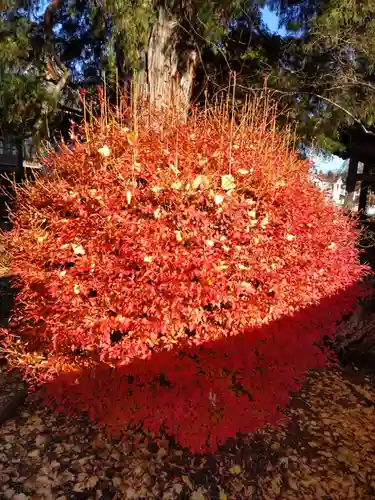 塩船寺の庭園