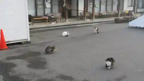 御誕生寺（猫寺）の動物