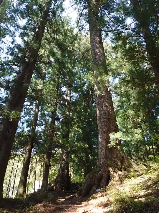 河口浅間神社の自然