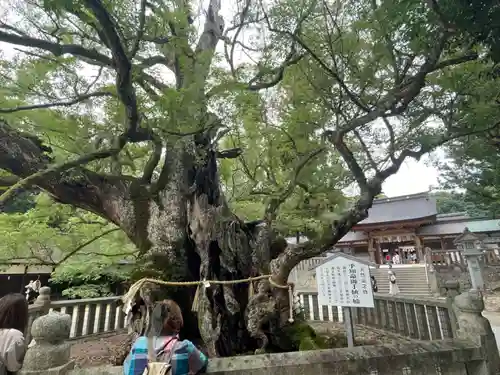 大山祇神社(愛媛県)