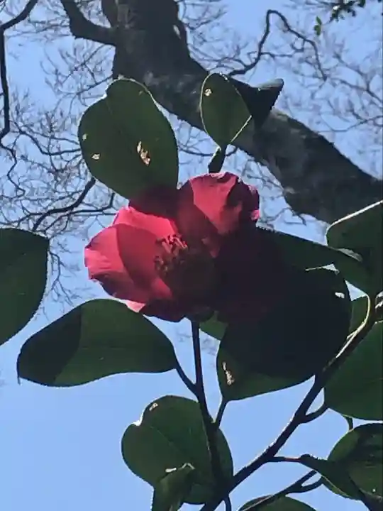 酒列磯前神社の自然