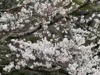 戒光寺(戒光律寺)(京都府)