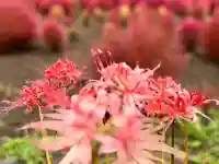 遠照寺(山梨県)