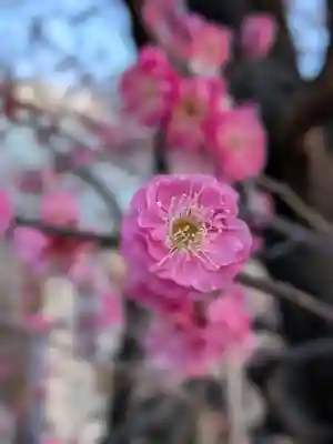 成願寺(東京都)