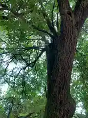 沼鉾神社の自然