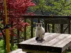 施福寺の動物