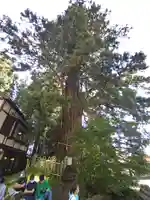 戸隠神社中社の自然