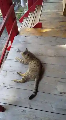 鹿角八坂神社の動物