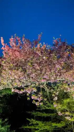高台寺（高台寿聖禅寺・高臺寺）(京都府)