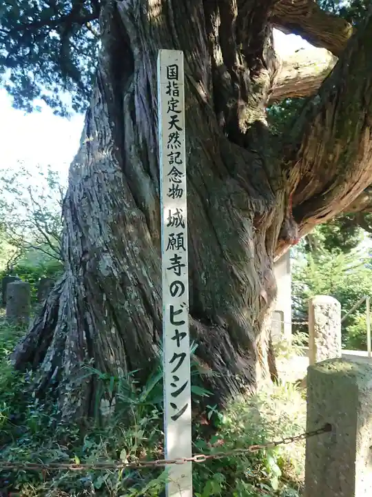 城願寺の自然